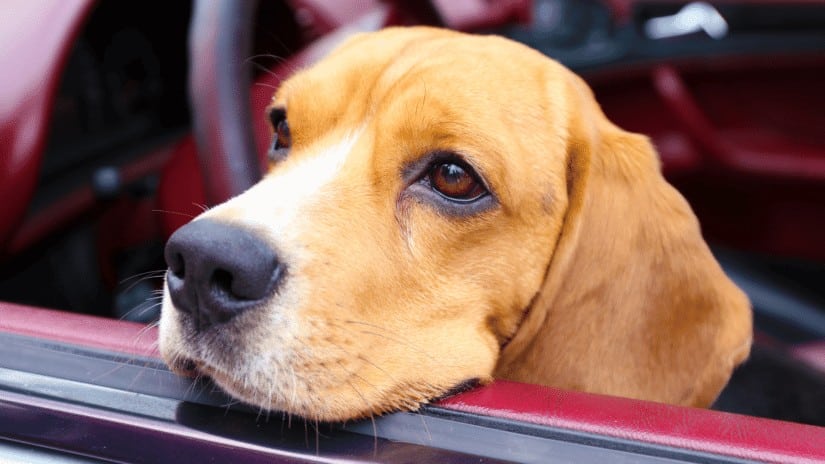 Dog injured in car accident with focus on pet safety, legal liability, and insurance claim process