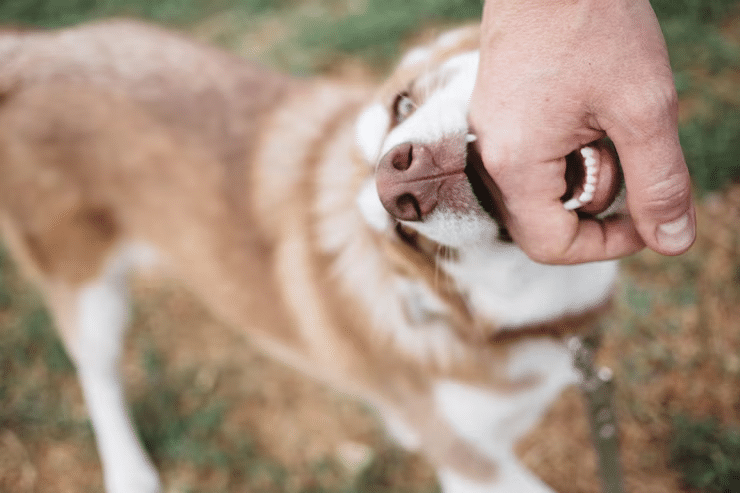 Aiken Dog Bite lawyer