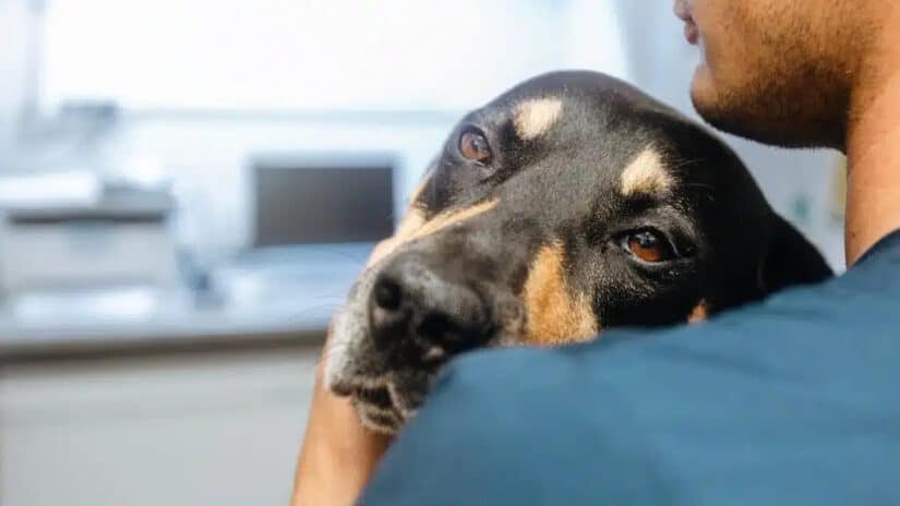Image for Nationwide customers sue over cancelled pet insurance despite ‘lifetime coverage’ promises post