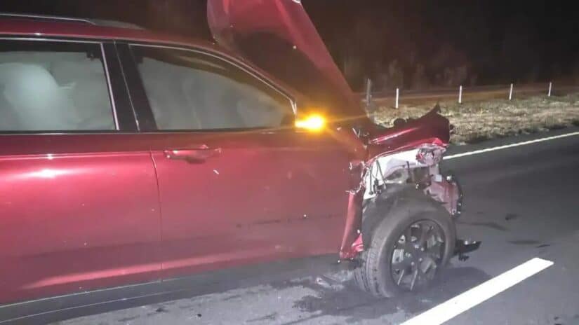 Image for Family Crashes Into Loose Cattle Along Highway 22 in Horry County post